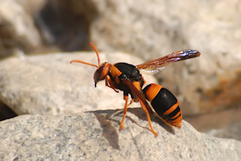 Potter Wasp (Abispa splendida) (Abispa splendida)